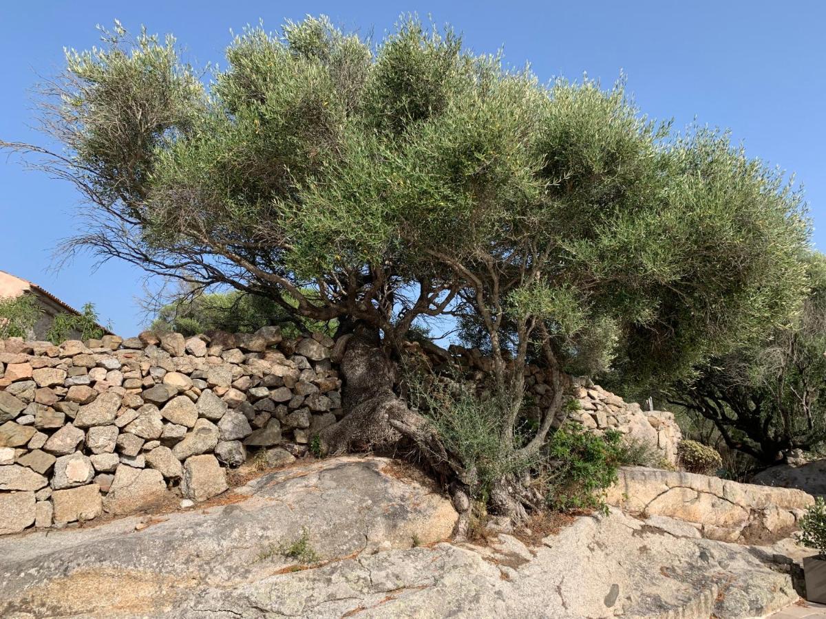 Stazzu Nuraghe Mannucciu Vendégház Rena Majore Kültér fotó